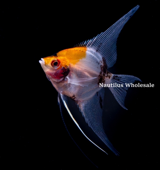 Picture of ANGEL: KOI MD