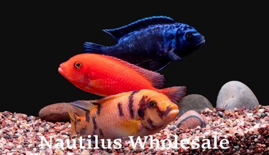 Picture of AFRICAN: MBUNA ASSORTED REG  *EDLP SPECIAL*