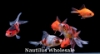 Picture of GOLDFISH: ASST FANTAIL 2-2.5"