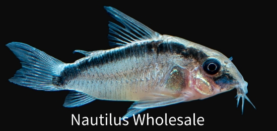 Picture of CORY: ARCUATUS (SKUNK)