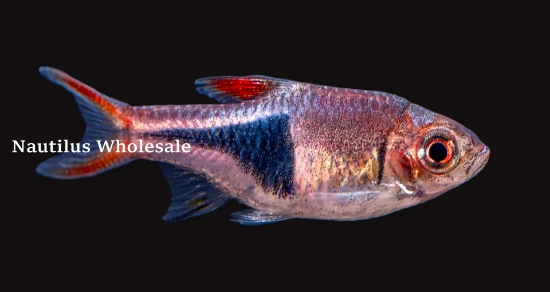 Picture of RASBORA: HET. 