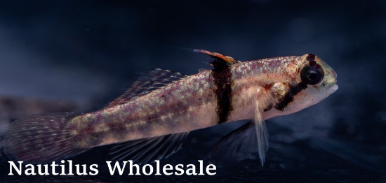 Picture of MISC: GOBY RHINO