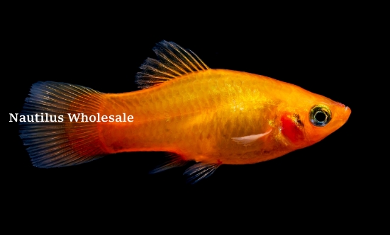 Picture of PLATY: SUNSET