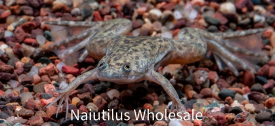 Picture of AMPHIB: FROG CLAWED (NO AZ,CA,HI,KY,NV,NJ,NC,OR,VA,WA) *6 COUNT FREE FISH*