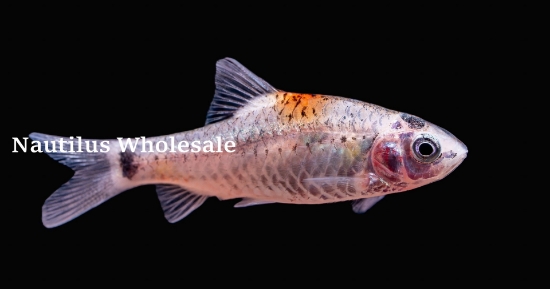 Picture of BARB: GOLD TRICOLOR *ON SPECIAL*