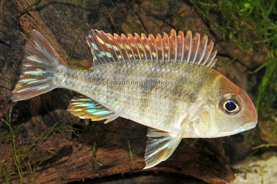Picture of CICHLID: GEO. RED HEAD TAPAJOS MD