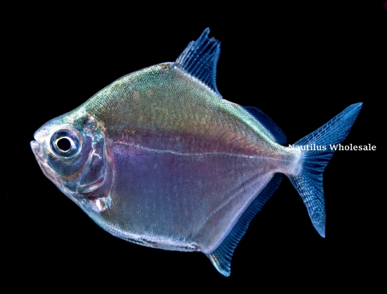 Picture of TETRA: SILVER $ *20 COUNT FREE FISH*