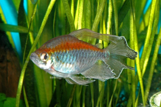 Picture of TETRA: CONGO MALE (IMPORT) *5 COUNT FREE FISH*