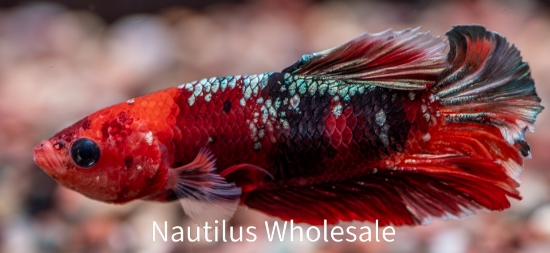 Picture of BETTA: KOI SHOW *1 COUNT FREE FISH*