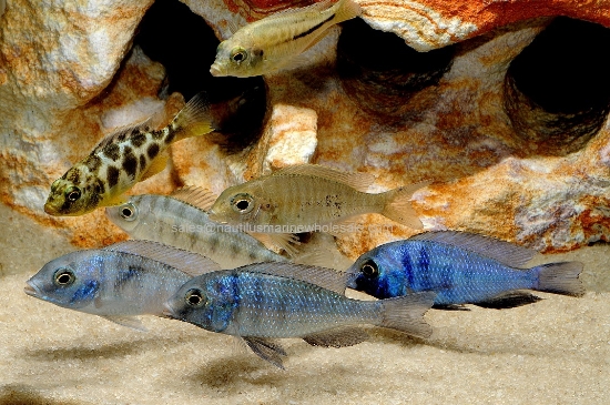 Picture of AFRICAN: PEACOCK ASST SM (FL) *ON SPECIAL*