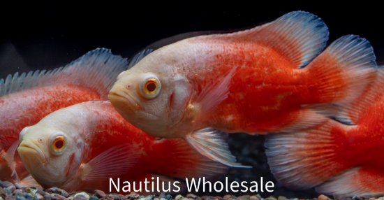 Picture of OSCAR: CHILLI RED MD *ON SPECIAL*