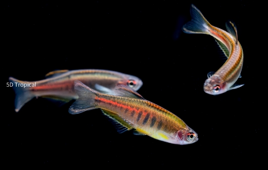 Picture of DANIO: CHOPRAI (GLOLITE) *ON SPECIAL*
