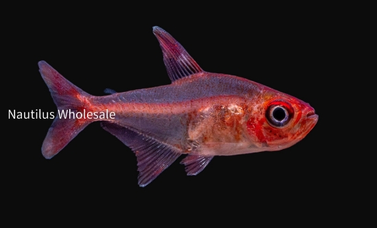 Picture of TETRA: RED PHANTOM *ON SPECIAL*