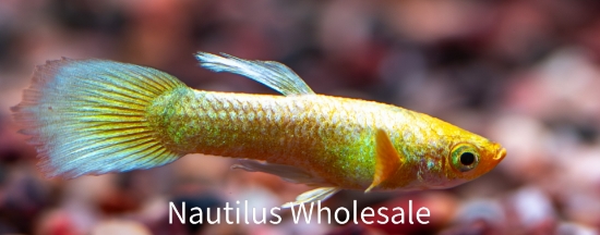 Picture of GUPPY: DUMBO EAR WHITE MALE  *ON SPECIAL*