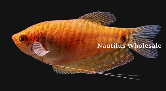 Picture of GOURAMI: GOLD *18 COUNT FREE FISH*