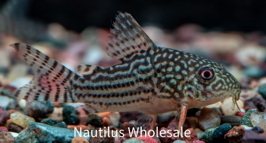 Picture of CORY: STERBAI T.R. *6 COUNT FREE FISH*